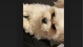 小玲的狗coco视频,温馨瞬间大盘点