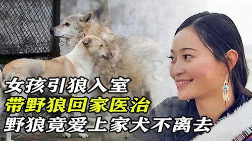 引狼入室 视频,揭秘网络诈骗背后的陷阱与防范